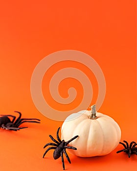 Close up of decoration white small Halloween pumpkin mockup template white frame with wooden borders and black horror spiders on