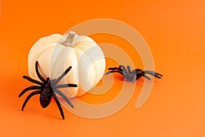 Close up of decoration white small Halloween pumpkin mockup template white frame with wooden borders and black horror spiders on