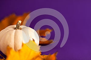 Close up of decoration white small Halloween pumpkin and yellow orange leaves on vibrant purple blurred background with copy space