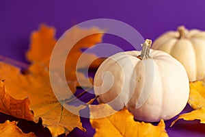 Close up of decoration white small Halloween pumpkins and yellow orange leaves on vibrant purple blurred background with copy