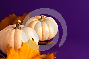 Close up of decoration white small Halloween pumpkins and yellow orange leaves on vibrant purple blurred background with copy