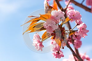 Close-up of decorative cherry flowers - Prunus serrulata `Kanzan`