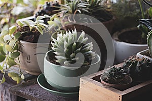 Close up of decorative pot plants