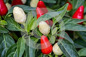 Close-up of decorative small peppers grown at greenhouse
