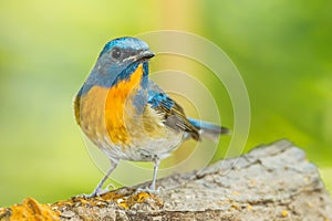 Close up of Deep blue of Chinese Blue Flycatcher