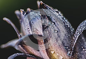 Close-up of a deep-hued flower, with glistening droplets of water dotting its petals