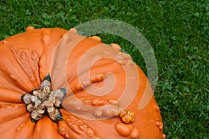 Close-up of deep orange pumpkin with warty texture