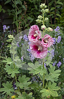 Close up of deep pink Hollyhock flower