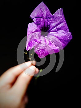 Close up of deep purple colored of Ruellia Simplex flower or Ruellia Brittoniana