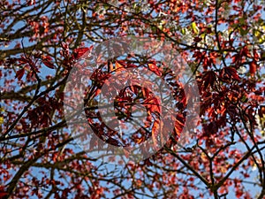 Close-up of the deep purplish-crimson leaves of the Norway Maple (Acer platanoides) \'Crimson King\'