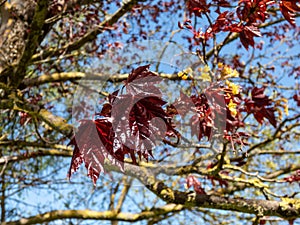 Close-up of the deep purplish-crimson leaves of Norway Maple (Acer platanoides) \'Crimson King\'