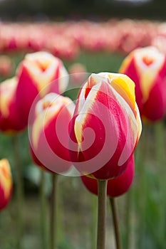 Close up deep red tulips with delicate white and yellow trip on the petals