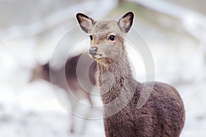 Close-up of deer