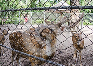 Close up deer in the cage at the zoo