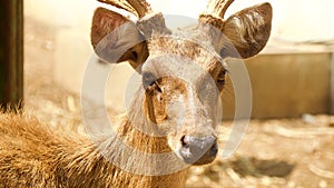 Close up deer. Close deer face