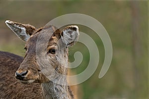 close up of a deer in a forest