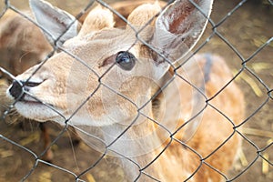 Close-up of a deer at the petting zoo. Feeding the animal with goodies. Tamed and domesticated wild artiodactyla. Young and fluffy