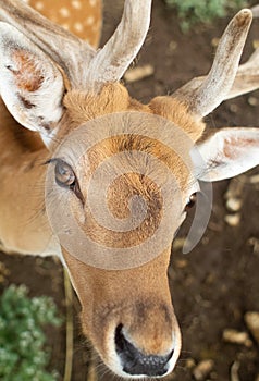 Close-up of a deer at the petting zoo. Feeding the animal with goodies. Tamed and domesticated wild artiodactyla. Young and fluffy