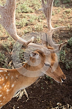 Close-up of a deer at the petting zoo. Feeding the animal with goodies. Tamed and domesticated wild artiodactyla. Young and fluffy