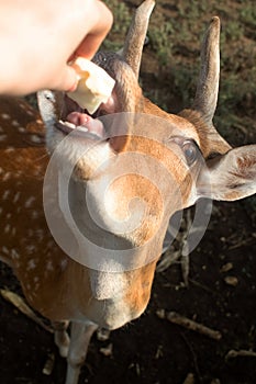 Close-up of a deer at the petting zoo. Feeding the animal with goodies. Tamed and domesticated wild artiodactyla. Young and fluffy