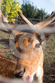 Close-up of a deer at the petting zoo. Feeding the animal with goodies. Tamed and domesticated wild artiodactyla. Young and fluffy