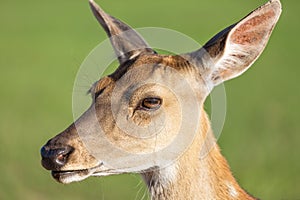 Close up deer portrait with green blurry background