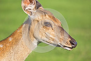 Close up deer portrait with green blurry background