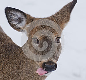 Close up of deer portrait with her tongue out
