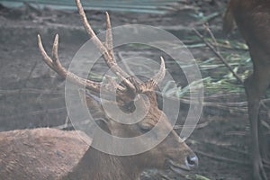 Close up of the deer\'s head
