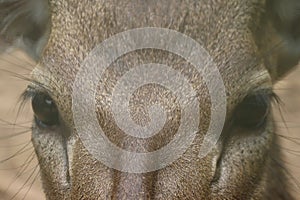 Close up of a deer\'s head, focusing