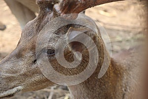 Close up of a deer\'s head, focusing on the face, eyes, ears and antlers