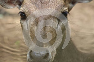 Close up of a deer's head, focusing on the face, eyes, nose and mouth