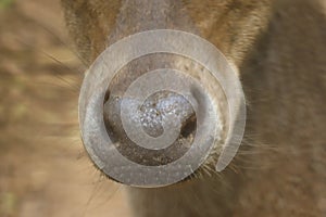 Close up of a deer\'s head, focusing on the nose and mouth