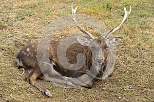 Close-up of a deer stag lying on grass in autumn.