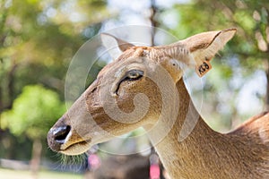 Close up Deer with Wildlife tracking tag