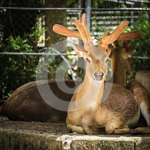 close up deer at zoo