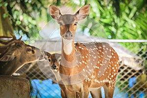 close up deer at zoo