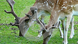 Close up from deers eating grass