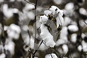 Close up of defoliated cotton boll in field