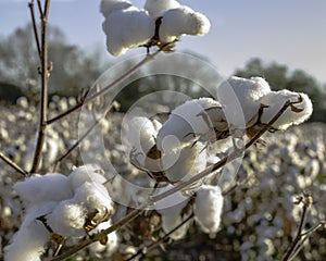 Close up of defoliated cotton plant