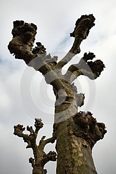 Close-up of a defoliated Plane tree Platanus x hispanica.