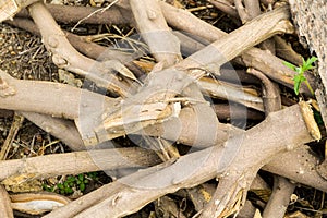 Deforested cut tree wood in forest
