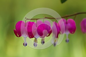 Close-up of a delicate branch of Bleeding Heart Flowers