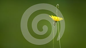 Close-up of a delicate dandelion flower, its vibrant yellow petals contrast with the green leaves wrapped around its thin stem