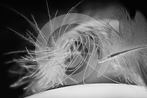 Close-up of a delicate feather in black and white, showcasing intricate details and texture.