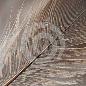 Close-up of a delicate feather with fine barbs extending from the central shaft. The