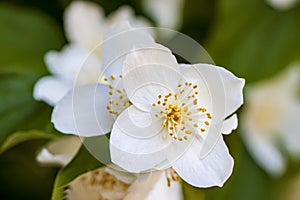 Close-up delicate flowers with prominent bright stamens of Sweet mock orange, English dogwood, Philadelphus coronarius