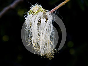 Close-up of a delicate green flower adorned with fine tendrils