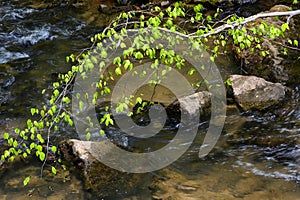 Close up of delicate leaves on a branch over a creek