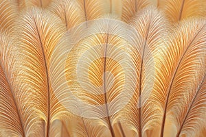 Golden Feather Array